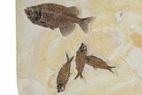 Plate of Four Fossil Fish (Phareodus & Knightia) - Wyoming #295714-3